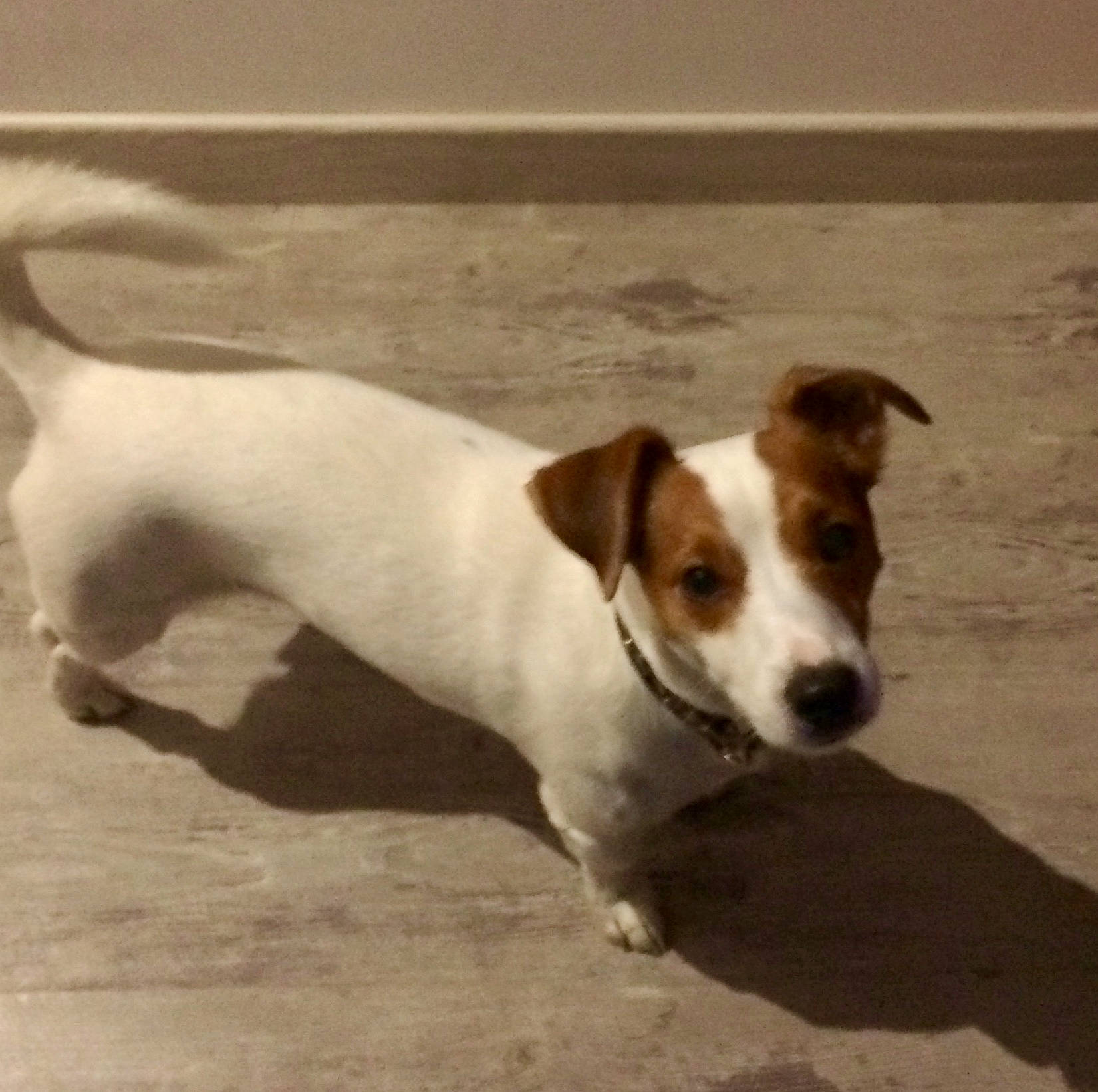 Nioky a rejoint le concours — aidez-le/la à gagner de superbes lots ! canidae, carnivore, collar, companion_dog, dog, dog_breed, irishjacks, jack_russell_terrier, liver, mammal, parson_russell_terrier, russell_terrier, small_terrier, snout, sporting_group, tail, terrestrial_animal, terrier, working_animal, working_dog