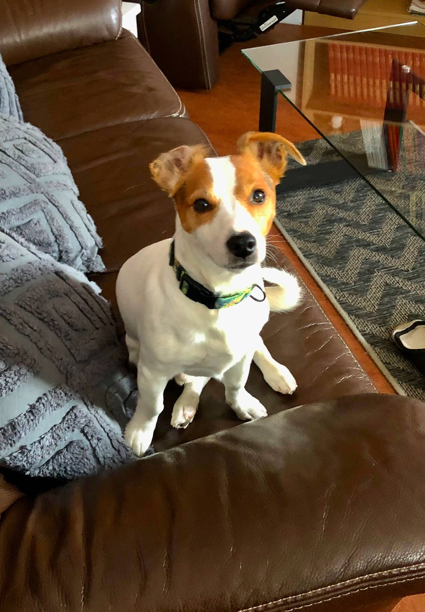 Nioky a rejoint le concours — aidez-le/la à gagner de superbes lots ! carnivore, chair, collar, comfort, companion_dog, couch, dog, dog_breed, dog_collar, dog_supply, fawn, flooring, furniture, hardwood, irishjacks, snout, table, whiskers, wood, working_animal