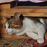 Mitsu a rejoint le concours — aidez-le/la à gagner de superbes lots ! animal, carpet, cat, close_up, cozy, curious, eyes, indoor, pattern, paws, pet, relaxed, resting, shadow, sunlight, tabby, texture, whiskers, white_fur, wooden_furniture