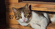 Mitsu participe au concours pour gagner de l'argent avec cette photo : animal, cat, closeup, cozy, curious, feline, green_eyes, indoor, number_07, patterned_rug, pet, relaxed, resting, shadow, sunlight, tabby, texture, white_fur, wood, wooden_crate
