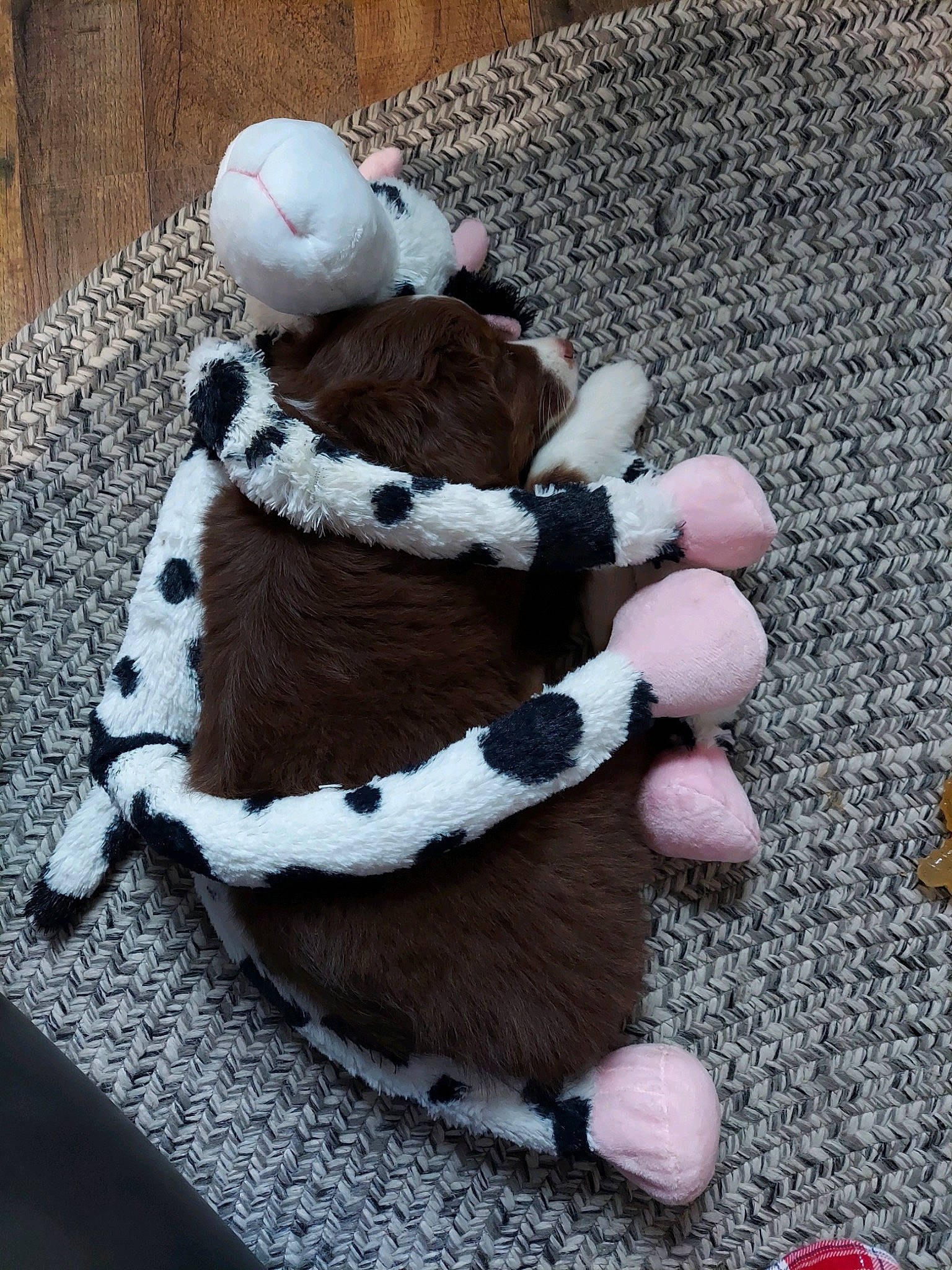 Willow is registered to the contest to win money with this photo: art, cap, carmine, craft, doll, fashion_accessory, flooring, foot, fur, hat, ornament, pattern, plush, stuffed_toy, teddy_bear, textile, toy, wood, wool, woolen