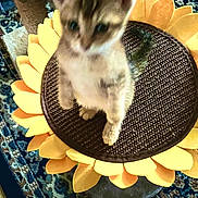 Chloe joined the competition — help win amazing prizes! kitten, cat, scratching_post, sunflower, indoor, furniture, carpet, pet, animal, blurry, cute, small, feline, yellow, brown, texture, home, cozy, standing, toy