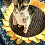 kitten, cat, scratching_post, sunflower, indoor, furniture, carpet, pet, animal, blurry, cute, small, feline, yellow, brown, texture, home, cozy, standing, toy
