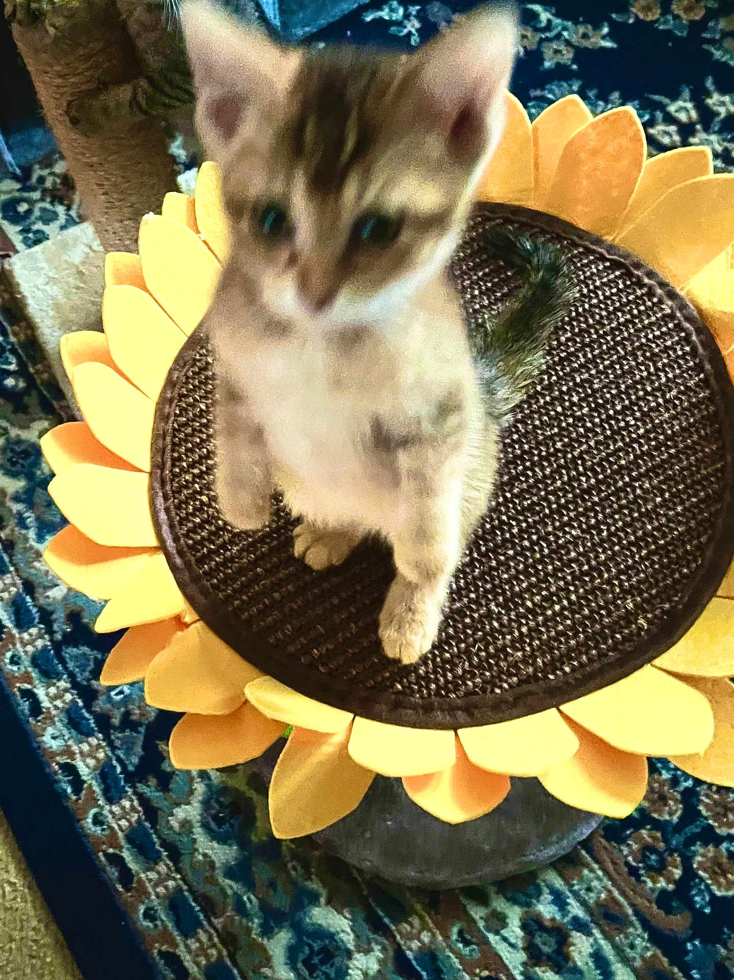 Chloe