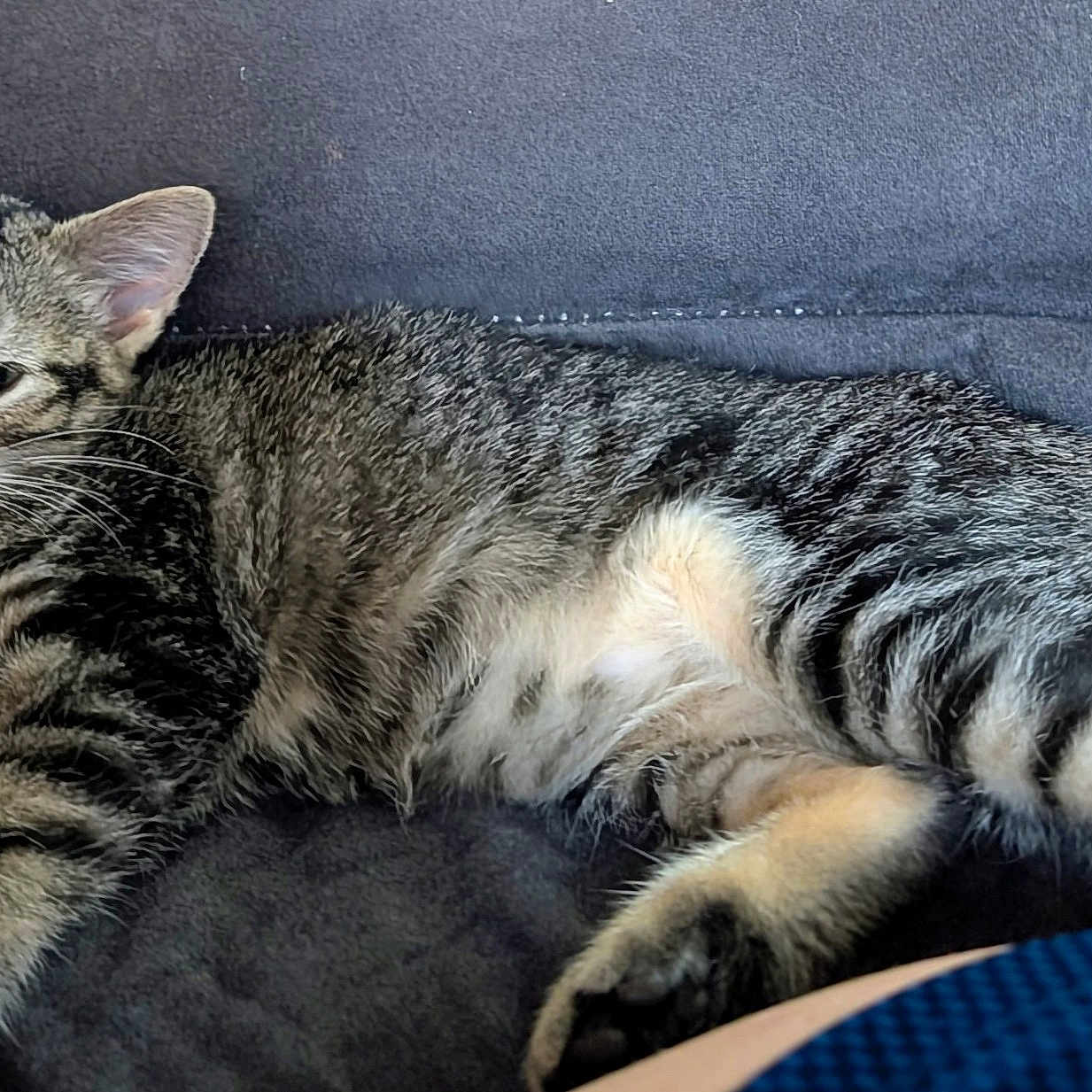 Baby Yoda
