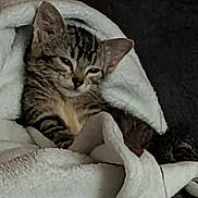 Baby Yoda is registered to the contest to win money with this photo: animal, blanket, cat, comfort, cozy, cute, ears, fur, indoor, kitten, mammal, nap, pet, relaxed, resting, sleepy, snuggled, soft, tabby, whiskers