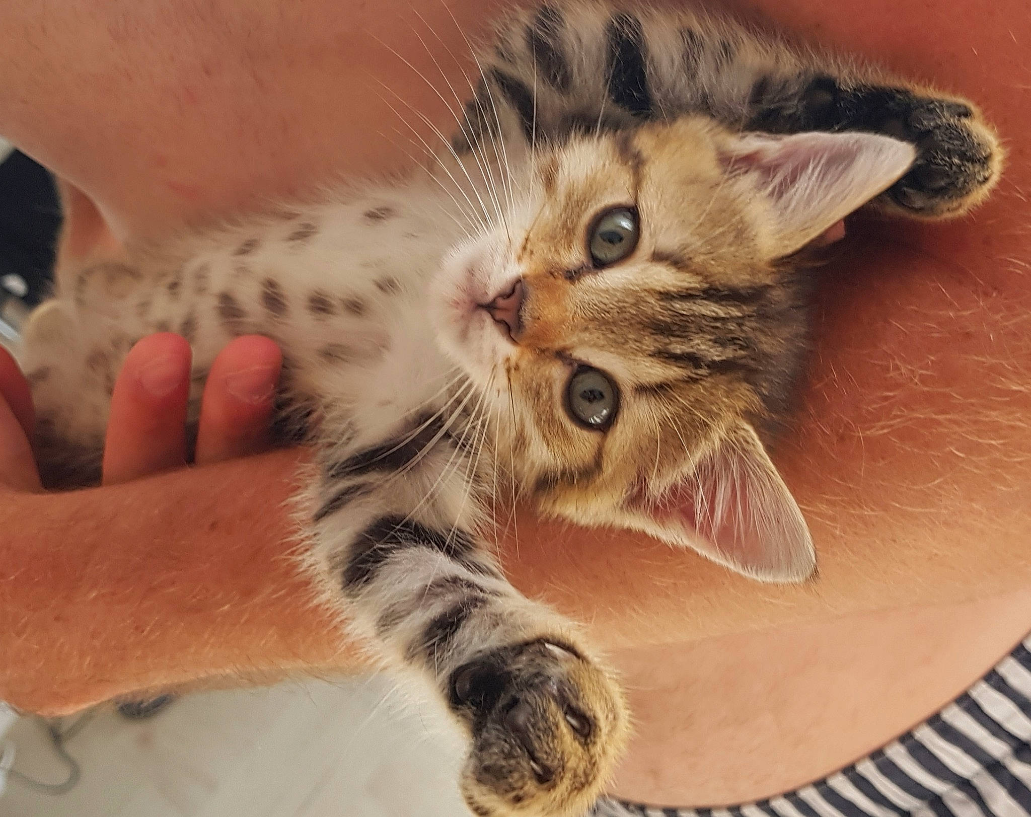 Épona participe au concours pour gagner de l'argent avec cette photo : american_shorthair, bengal, carnivoran, cat, cat_like_mammal, claw, domestic_short_haired_cat, dragon_li, european_shorthair, fur, kitten, mammal, ocicat, paw, person, pixie_bob, small_to_medium_sized_cats, snout, tabby_cat, toyger