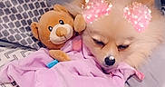 Daisy a rejoint le concours — aidez-le/la à gagner de superbes lots ! animal, bed, blanket, cozy, cute, dog, filter, hearts, indoor, love, nap, pet, pillow, pink, sleeping, snuggle, soft, teddy_bear, text_overlay, toy