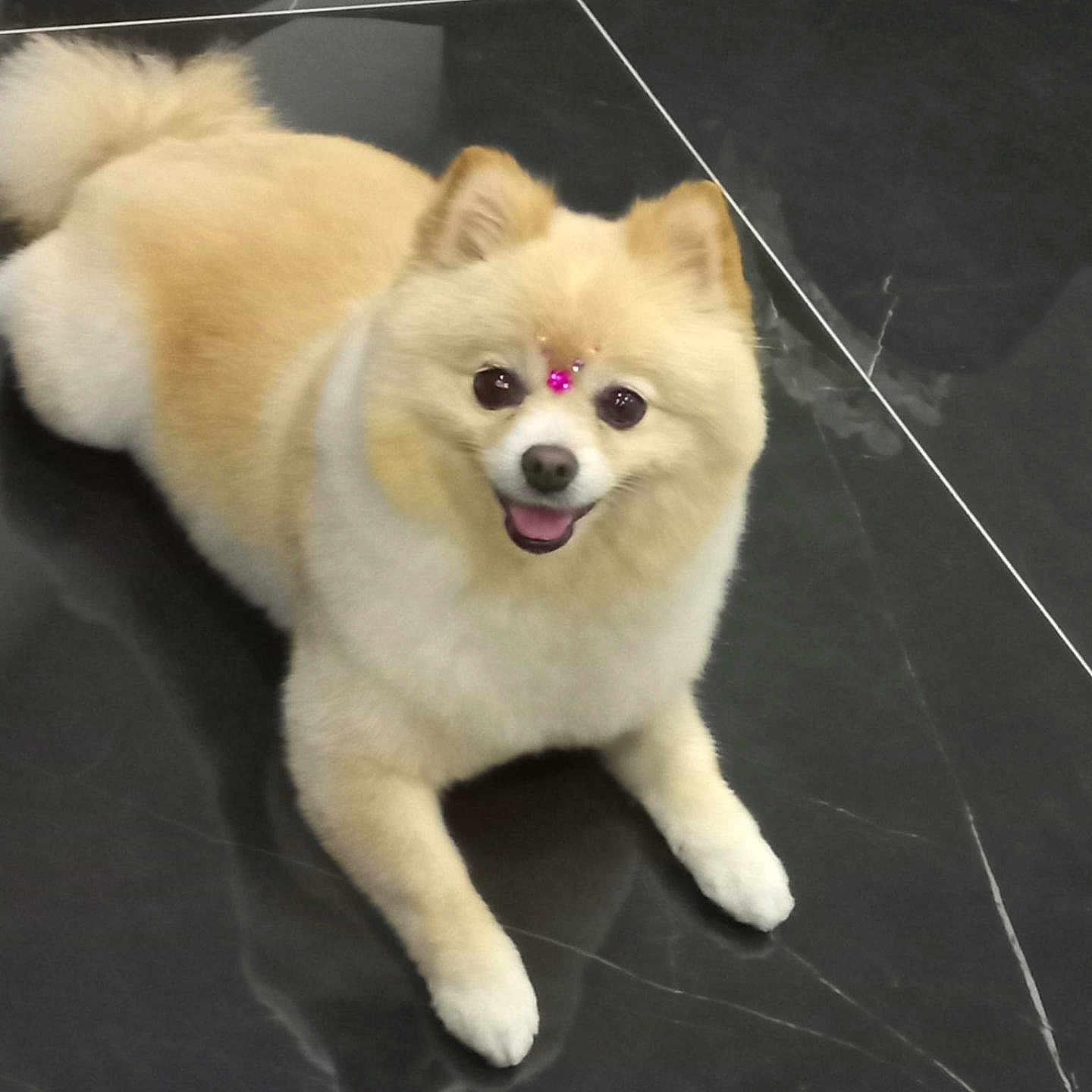 Daisy a rejoint le concours — aidez-le/la à gagner de superbes lots ! dog, pomeranian, pet, animal, fluffy, cream_color, smiling, lying_down, indoor, floor, tile, black_tile, cute, jewel, pink_jewel, small_dog, happy, fur, tongue_out, domestic_animal