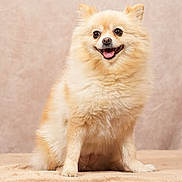 Daisy participe au concours pour gagner de l'argent avec cette photo : animal, beige, blanket, companion, cute, dog, domestic_animal, fluffy, friendly, furry, happy, indoor, looking, pet, pomeranian, portrait, sitting, small_dog, smiling, studio