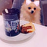 Daisy a rejoint le concours — aidez-le/la à gagner de superbes lots ! brown_dog, cake, chair, cozy, cute, digital_ears, dog, drink, fluffy_dog, food, home, indoor, mug, pet, plate, small_dog, sparkle_filter, table, waiting, white_table