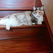 Rosemonde Kotkowiak participe au concours pour gagner de l'argent avec cette photo : animal, architecture, building, cat, closet, cupboard, furniture, handrail, hardwood, house, housing, indoors, interiordesign, kitten, manx, pet, plywood, stainedwood, staircase, wood