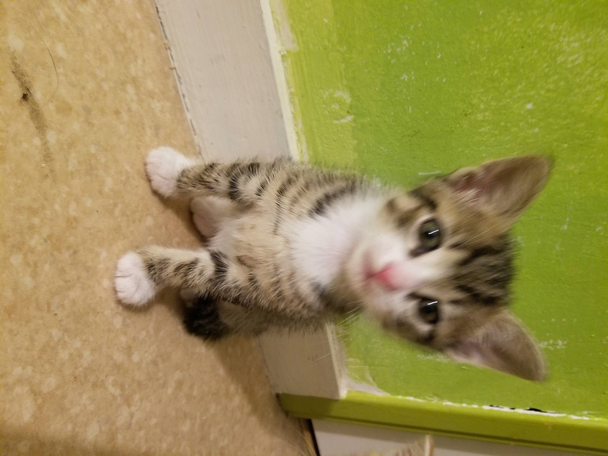 Goku participe au concours pour gagner de l'argent avec cette photo : carnivore, cat, claw, domestic_short_haired_cat, felidae, foot, fur, paw, small_to_medium_sized_cats, snout, tail, whiskers