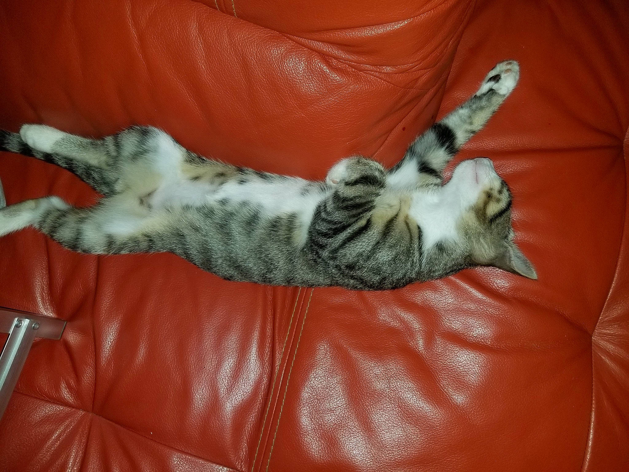 Goku a rejoint le concours — aidez-le/la à gagner de superbes lots ! carnivore, cat, claw, comfort, couch, dog_breed, domestic_short_haired_cat, felidae, fur, grey, nap, paw, sleep, small_to_medium_sized_cats, snout, sporting_group, tail, terrestrial_animal, textile, whiskers