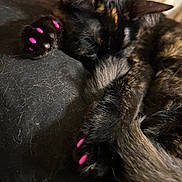 Peanut is registered to the contest to win money with this photo: cat, tortoiseshell, sleeping, paws, pink_nail_caps, fur, pet, close_up, cozy, resting, animal, indoor, cute, whiskers, tail, claws, soft_focus, black, orange, nap