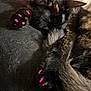 cat, tortoiseshell, sleeping, paws, pink_nail_caps, fur, pet, close_up, cozy, resting, animal, indoor, cute, whiskers, tail, claws, soft_focus, black, orange, nap