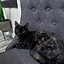 Peanut is registered to the contest to win money with this photo: cat, tortoiseshell_cat, chair, indoor, potted_plant, flooring, gray_fabric, pet, animal, feline, curious, relaxed, cozy, modern, home, domestic, fur, whiskers, ears, tail