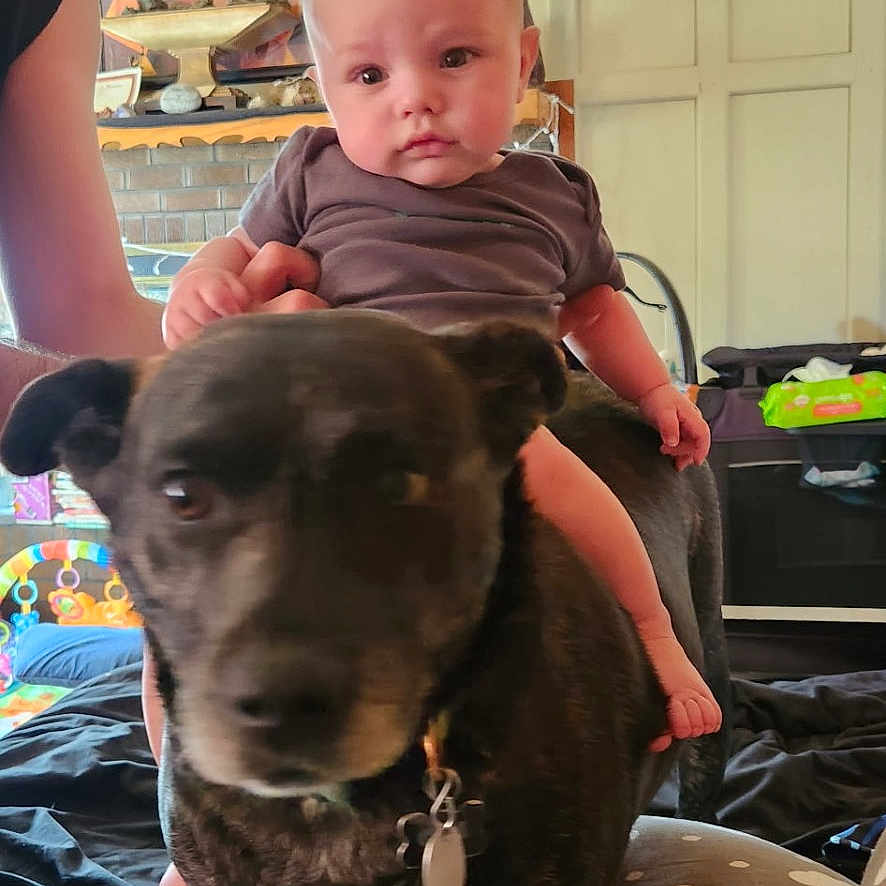 Hudson is registered to the contest to win money with this photo: animal, baby, canine, clothing, couch, cushion, dog, face, furniture, head, homedecor, hound, indoors, interiordesign, person, pet, photography, portrait, puppy, t_shirt