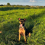 Uméa participe au concours pour gagner de l'argent avec cette photo : dog, grass, field, outdoor, sunlight, sky, clouds, happy, tongue_out, collar, nature, greenery, pet, animal, summer, daylight, sitting, canine, landscape, playful