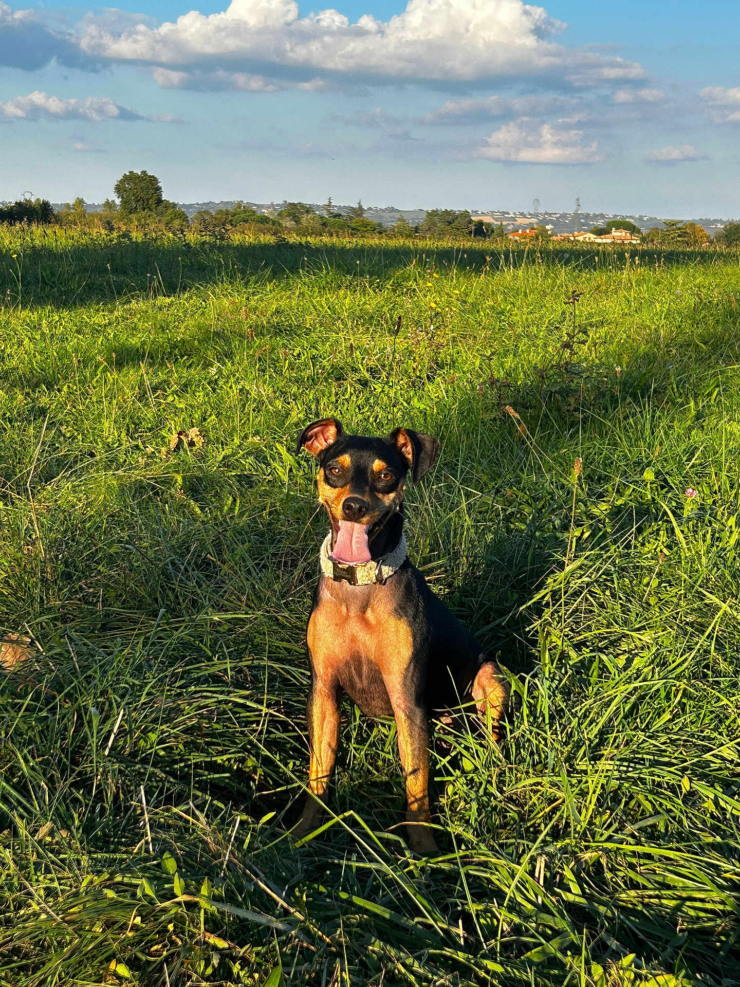 Uméa participe au concours pour gagner de l'argent avec cette photo : dog, grass, field, outdoor, sunlight, sky, clouds, happy, tongue_out, collar, nature, greenery, pet, animal, summer, daylight, sitting, canine, landscape, playful