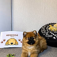 Rocky a rejoint le concours — aidez-le/la à gagner de superbes lots ! black_face, brown, carpet, cozy, cute, dog, dog_bed, fluffy, indoor, mat, paw_prints, pet, plush_toy, puppy, resting, rope_toy, sign, small_dog, toy, welcome