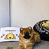 puppy, dog, pet, toy, rope_toy, mat, dog_bed, plush_toy, sign, welcome, indoor, carpet, cute, fluffy, brown, black_face, paw_prints, resting, small_dog, cozy