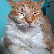 Fluffy joined the competition — help win amazing prizes! animal, bathroom, cat, close_up, closed_eyes, cute, domestic_cat, feline, fluffy, fur, indoor, mammal, orange_cat, pet, portrait, relaxed, resting, toilet, whiskers, white_fur