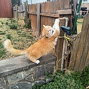 Fluffy is registered to the contest to win money with this photo: cat, orange_cat, white_cat, fence, wooden_fence, stone_wall, outdoor, backyard, grass, plants, curious_cat, stretching, pet, animal, fluffy, daylight, nature, house, garden, playful