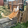 animal, backyard, cat, curious_cat, daylight, fence, fluffy, garden, grass, house, nature, orange_cat, outdoor, pet, plants, playful, stone_wall, stretching, white_cat, wooden_fence
