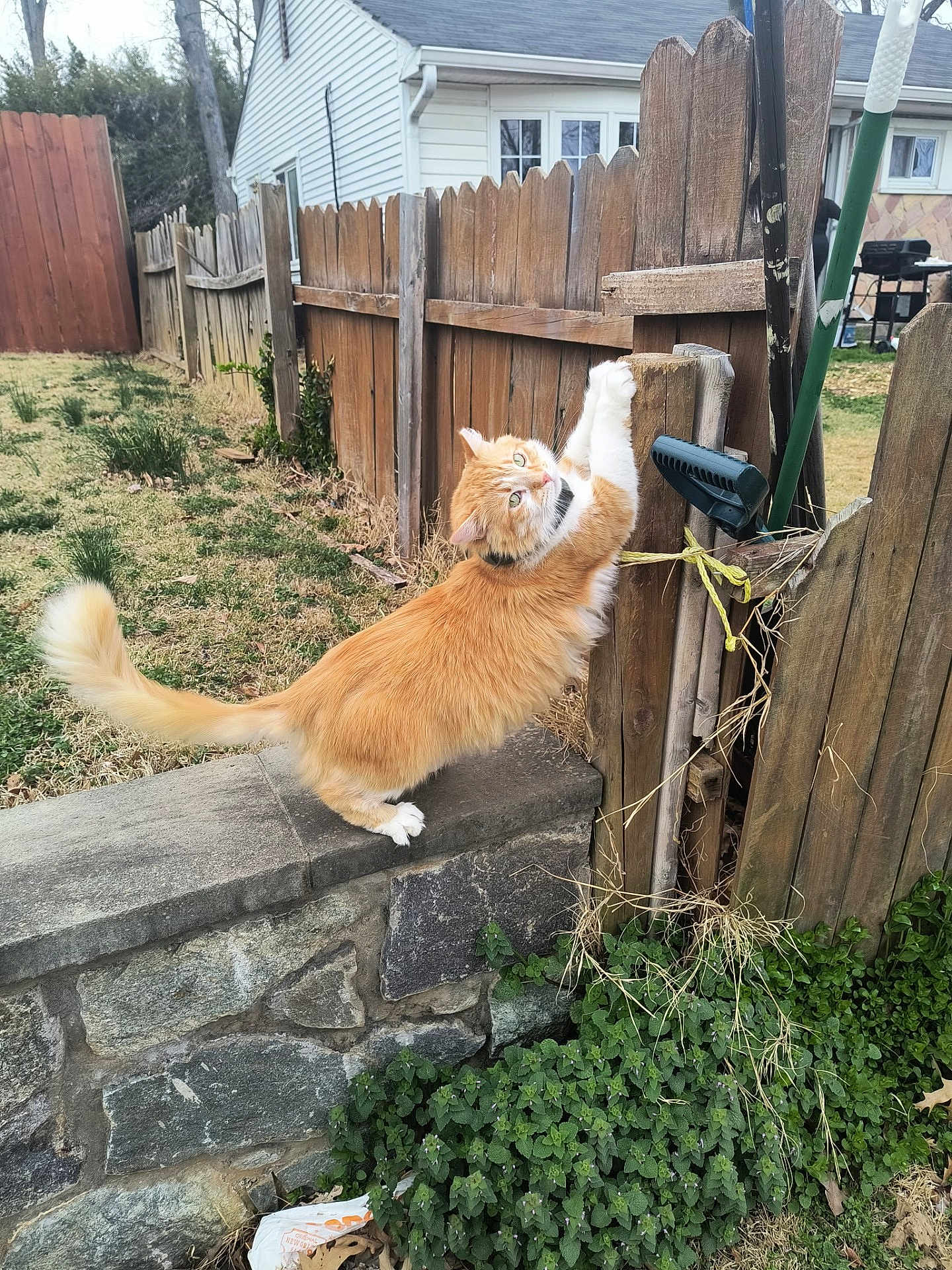 Fluffy