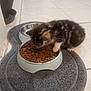 kitten, cat, pet, food, dry_food, bowl, mat, floor, indoor, furry, small, cute, animal, meal, hungry, tabby, paws, feeding, closeup, domestic