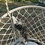 Lucky participe au concours pour gagner de l'argent avec cette photo : cat, kitten, swing_chair, outdoor, garden, rope, playful, animal, pet, sunlight, greenery, nature, curious, young_cat, feline, cute, resting, texture, white, pattern