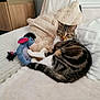 cat, tabby_cat, plush_toy, eeyore, blanket, bed, furniture, cozy, relaxed, indoor, striped, pet, animal, cute, sleepy, resting, soft_texture, cushion, comfort, home