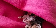 Lucky participe au concours pour gagner de l'argent avec cette photo : animal, blanket, cat, closeup, comfort, cozy, cute, fur, fur_pattern, indoor, kitten, nap, paw, pet, pink, resting, sleeping, soft, tiny, warm