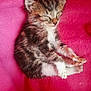 Lucky a rejoint le concours — aidez-le/la à gagner de superbes lots ! adorable, animal, cat, closed_eyes, cozy, cute, domestic_cat, fluffy, fur, kitten, paw, pet, pink_blanket, relaxing, resting, sleeping, small, soft, whiskers, young