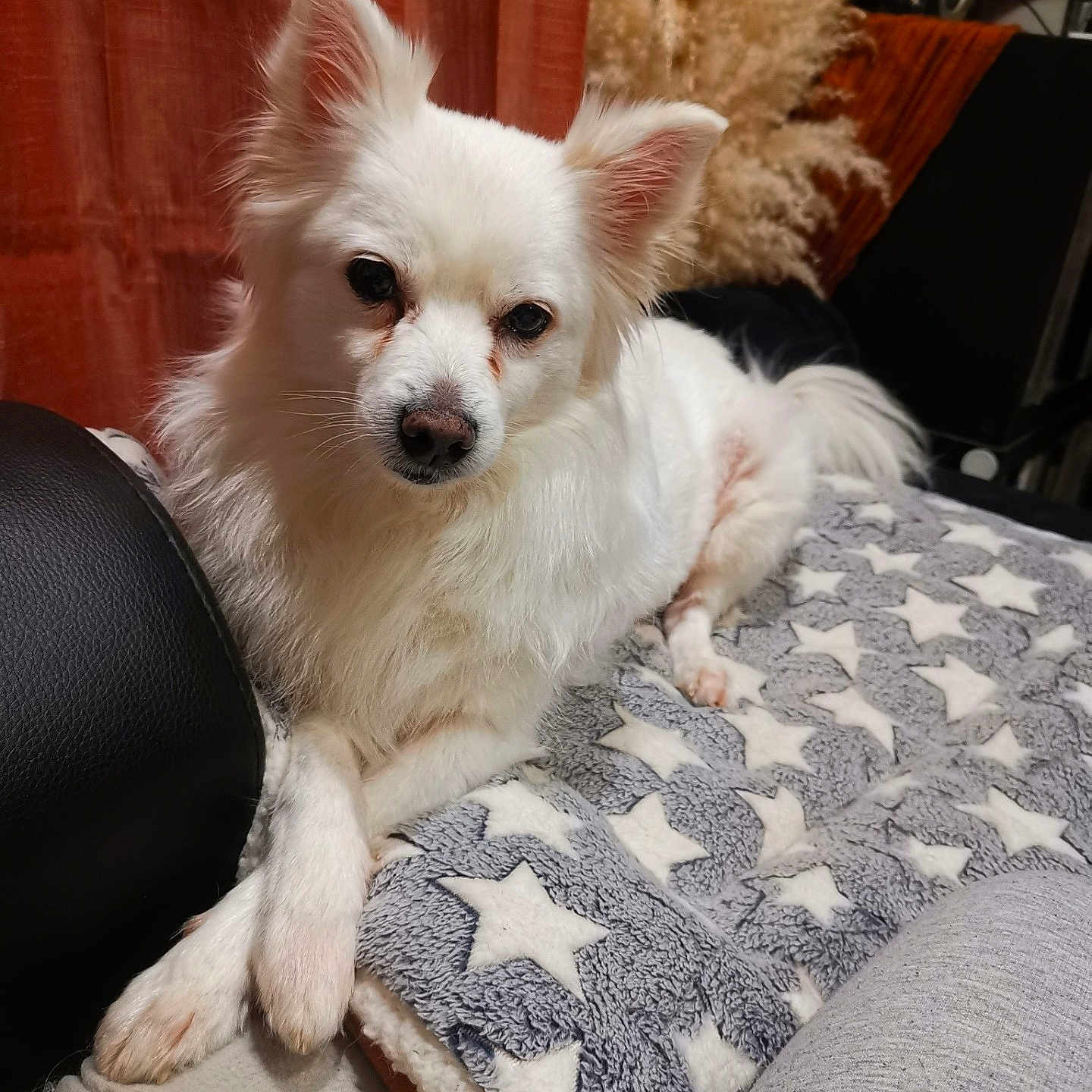 Bluum a rejoint le concours — aidez-le/la à gagner de superbes lots ! animal, blanket, companion, cozy, crossed_paws, curious, cute, dog, domestic_animal, fluffy, fur, home, indoor, paw, pet, relaxed, resting, sofa, star_pattern, white_dog