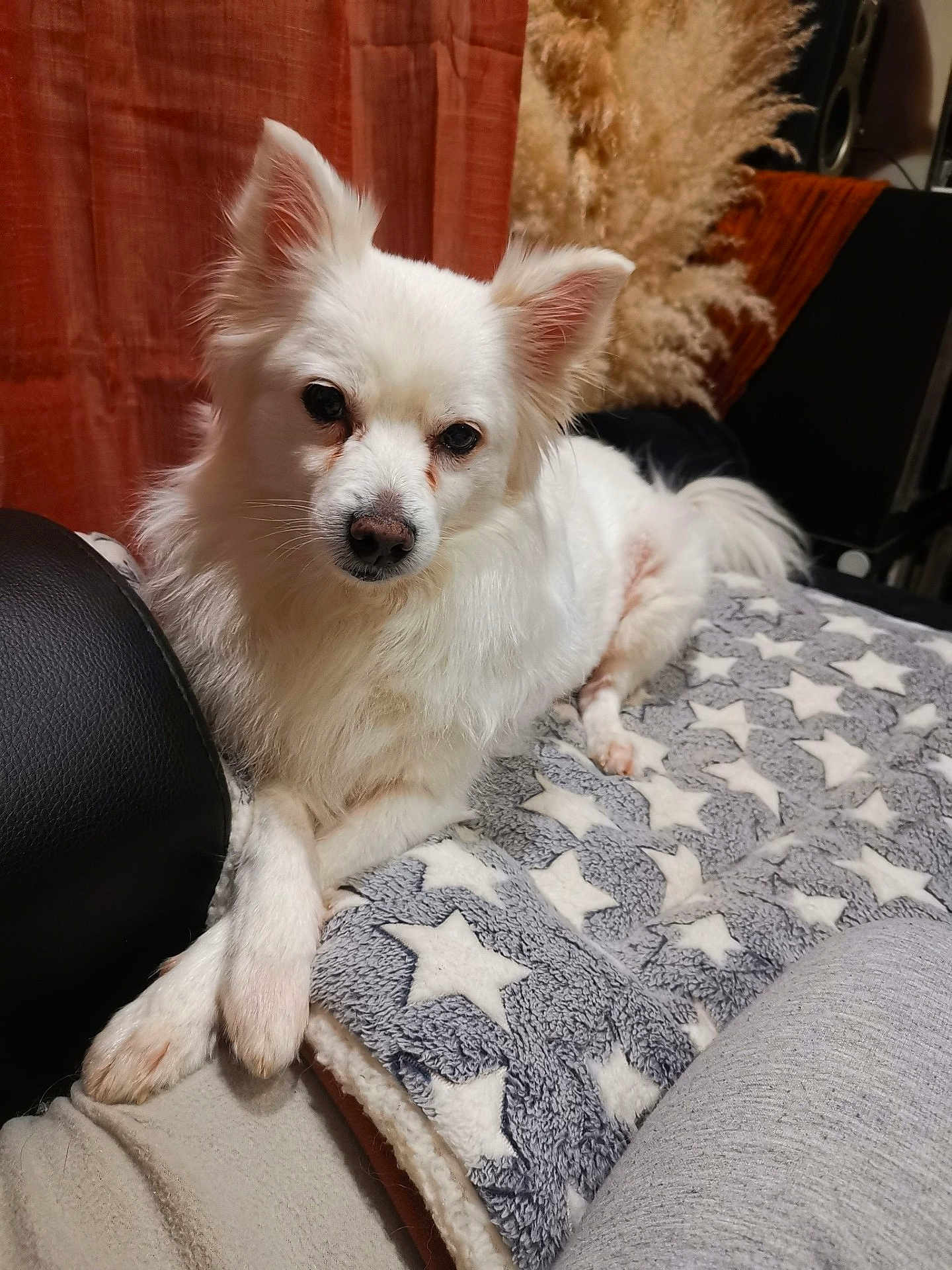 Bluum a rejoint le concours — aidez-le/la à gagner de superbes lots ! animal, blanket, companion, cozy, crossed_paws, curious, cute, dog, domestic_animal, fluffy, fur, home, indoor, paw, pet, relaxed, resting, sofa, star_pattern, white_dog