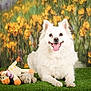 Bluum participe au concours pour gagner de l'argent avec cette photo : animal, cute, dog, domestic_animal, flower_background, fur, grass, happy_dog, laying_down, nature, outdoor, pet, playful, plush_toy, smiling, spring, tongue_out, toy, white_dog, yellow_flowers