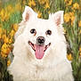 animal, canine, closeup, cute, dog, ears_up, flower_background, fluffy, friendly, furry, happy, nature, outdoor, pet, portrait, smiling, spring, tongue_out, white_dog, yellow_flowers