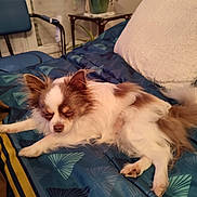 Pixel a rejoint le concours — aidez-le/la à gagner de superbes lots ! animal, bed, bedspread, brown_fur, chair, cozy, dog, furniture, home, indoor, long_hair, pet, pillow, plant, relaxed, resting, sleepy, small_dog, table, white_fur