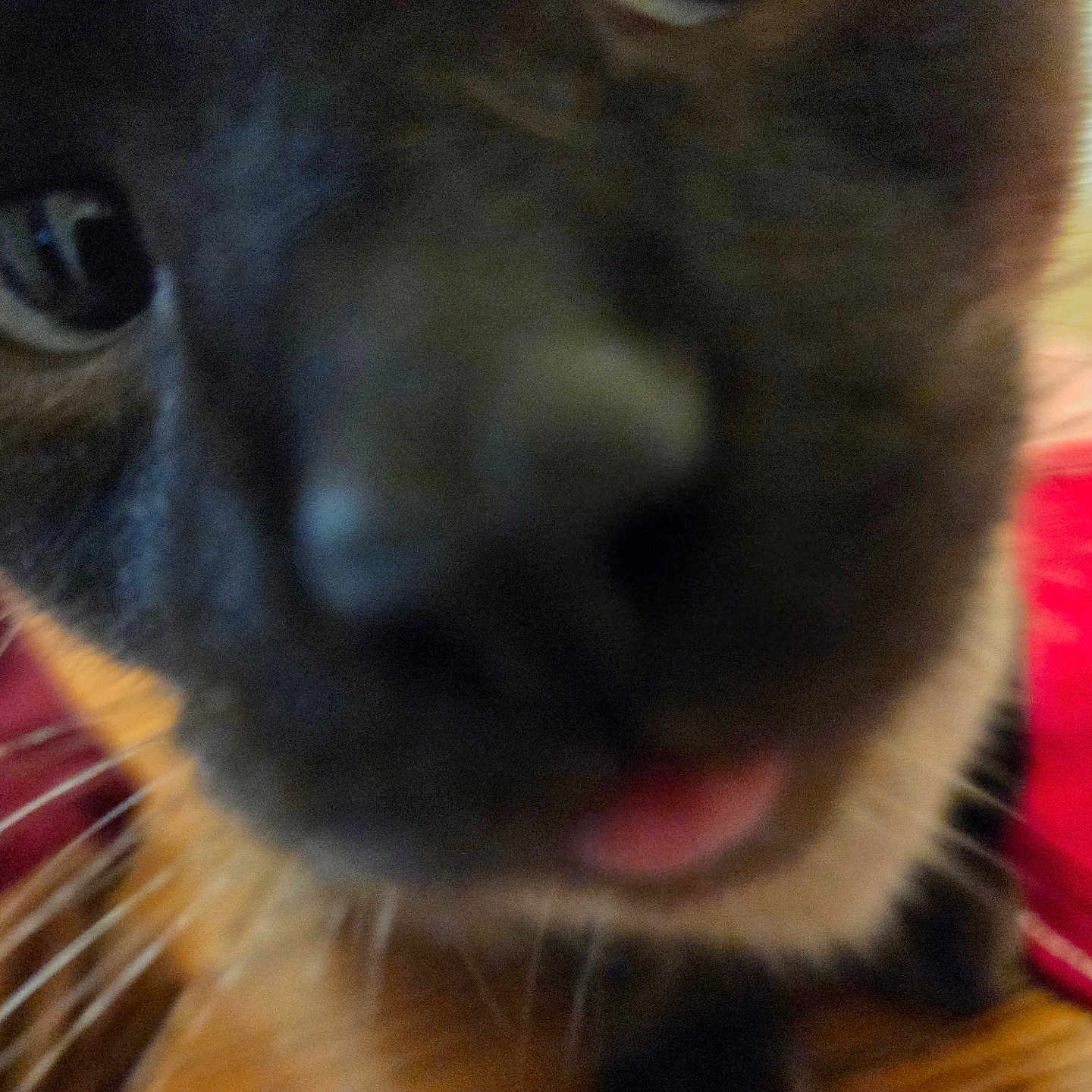 Koko