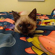 Koko joined the competition — help win amazing prizes! cat, kitten, animal, pet, feline, portrait, close_up, blue_eyes, pointed_ears, whiskers, brown_fur, cream_fur, indoor, bedroom, bed, blanket, cartoon, colorful, cute, staring