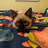 cat, kitten, animal, pet, feline, portrait, close_up, blue_eyes, pointed_ears, whiskers, brown_fur, cream_fur, indoor, bedroom, bed, blanket, cartoon, colorful, cute, staring