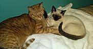 Koko joined the competition — help win amazing prizes! cats, orange_tabby, siamese_cat, pets, sleeping, cuddling, cozy, blanket, bed, indoors, bedroom, relaxed, cute, furry, animals, companionship, resting, teal_wall, soft_blanket, nap