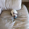 Koko is registered to the contest to win money with this photo: cat, kitten, blue_eyes, siamese, fluffy, white_fur, dark_ears, pet, animal, sitting, couch, leather, cushion, indoors, living_room, home, cozy, portrait, patterned_rug, cute