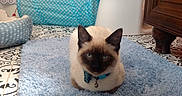 Koko joined the competition — help win amazing prizes! animal, bathroom, bell, blue_eyes, cat, collar, colorful, ears, feline, fluffy, front_view, home, indoors, patterned_tiles, pet, portrait, rug, siamese_cat, sitting, toilet