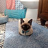cat, siamese_cat, pet, animal, blue_eyes, collar, bell, sitting, indoors, bathroom, toilet, rug, fluffy, patterned_tiles, colorful, portrait, front_view, ears, feline, home