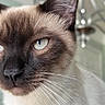 Koko joined the competition — help win amazing prizes! cat, siamese_cat, close_up, portrait, blue_eyes, whiskers, fur, brown_fur, cream_fur, dark_face, pointed_ears, animal, pet, feline, indoors, soft_lighting, detailed, photography, relaxed, face