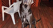 Blue is registered to the contest to win money with this photo: backyard, canine, chair, dark_background, deck, dog, flash_photography, glowing_eyes, great_dane, large_dog, lattice, night, outdoor, patio, pet, portrait, railing, sitting, table, wooden_deck