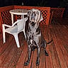 backyard, canine, chair, dark_background, deck, dog, flash_photography, glowing_eyes, great_dane, large_dog, lattice, night, outdoor, patio, pet, portrait, railing, sitting, table, wooden_deck